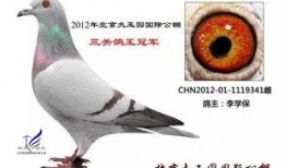 李诞最新爆料信鸽视频,一场跨越千里的神秘之旅